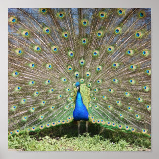 Poster Peacock bleu
