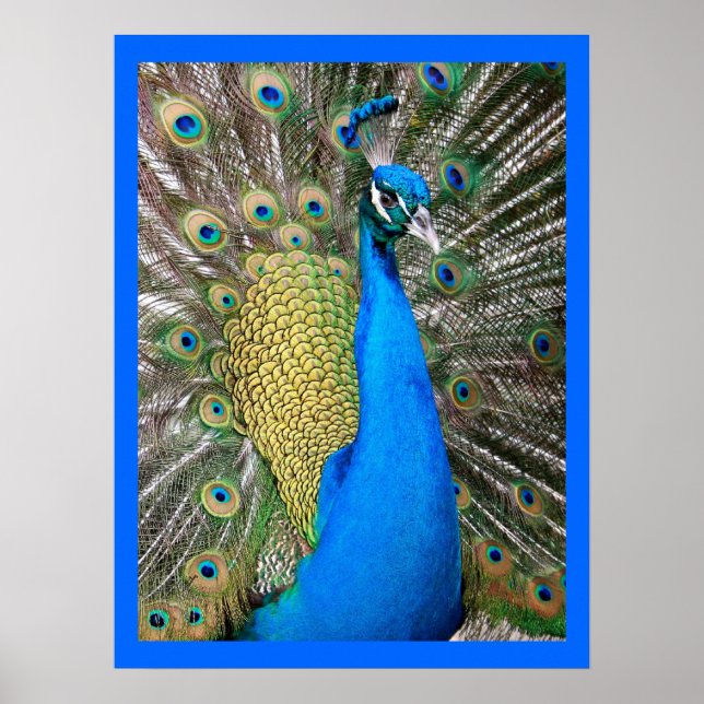 Poster Peacock bleu (Devant)