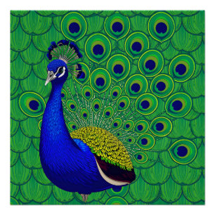 Poster Peacock de couleur bleue