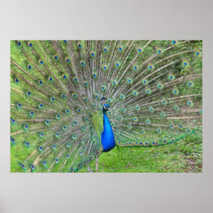 Poster Peacock démontrant sa queue