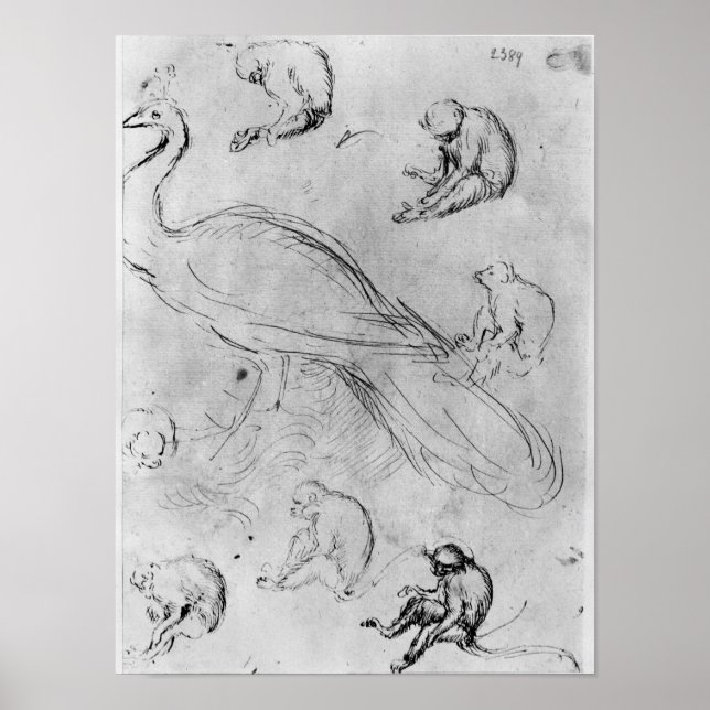 Poster Peacock et six singes (Devant)