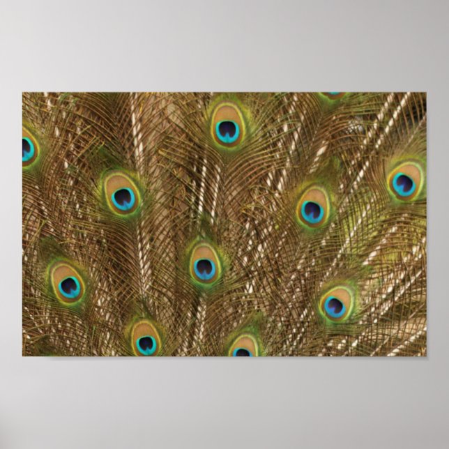 Poster Peacock feather (Devant)