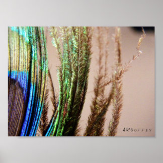 Poster Peacock Feather