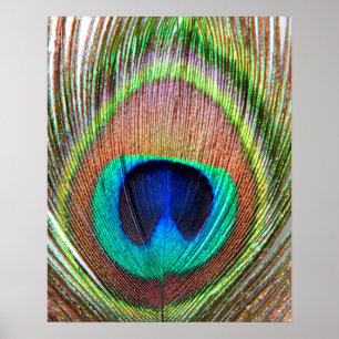 Poster Peacock Feather