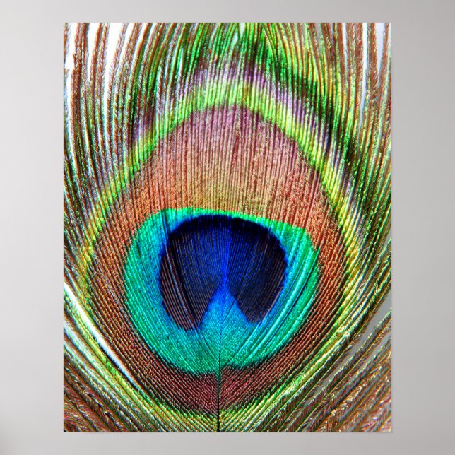 Poster Peacock Feather (Devant)