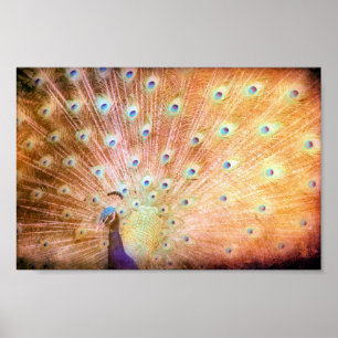 Poster Peacock Grunge