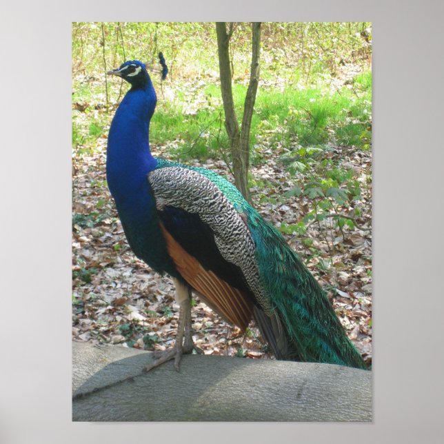 Poster Peacock indien masculin (Devant)
