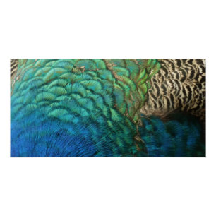 Poster Peacock Plumes I Colorful Abstrait Nature Design