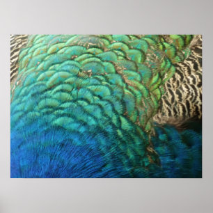 Poster Peacock Plumes I Colorful Abstrait Nature Design