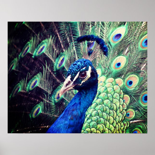 Poster Peacock - R - 0614 (Devant)