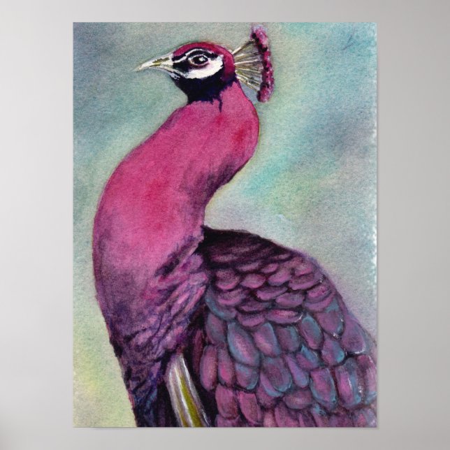 Poster Peacock rose chaud exceptionnel (Devant)