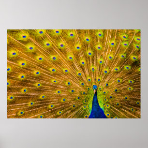 Poster Peacock, Silver Falls, Kauai, Hawaii