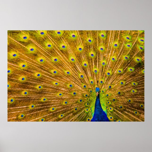 Poster Peacock, Silver Falls, Kauai, Hawaii (Devant)