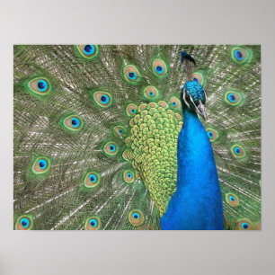 Poster Peacock Strut Print