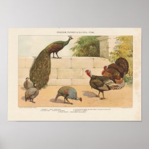 Poster Peacock, Turquie, ang Guinea-Fowl