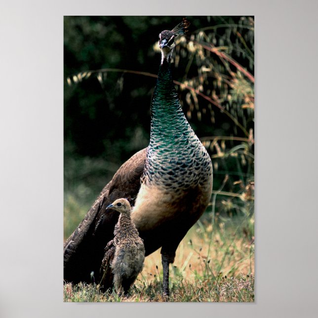 Poster Peacocks (Devant)