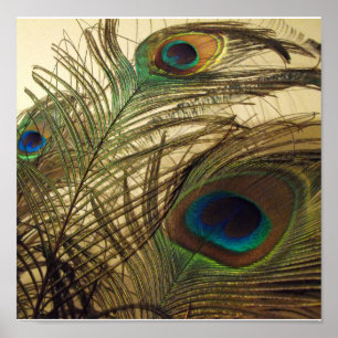 Poster Peacocks plumes