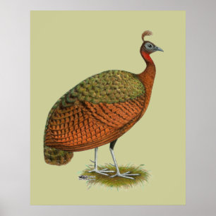 Poster Peafowl:  Congo Peahen