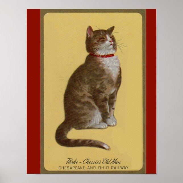 Poster Peake, le chat tabby de Chessie (Devant)