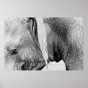Poster Peau d'animal éléphant