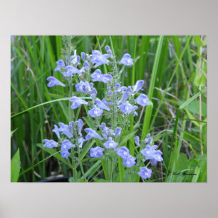 Poster Peau toux, Scutellaria integrifolia