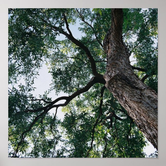 Poster Pecan (Devant)