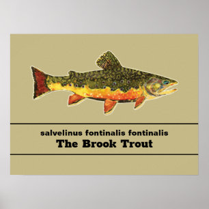 Poster Pêche à la mouche de l’omble de fontaine Nom latin