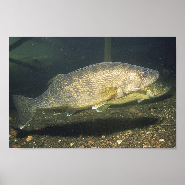 Poster Pêche à la torche dans le réservoir Petit (Devant)