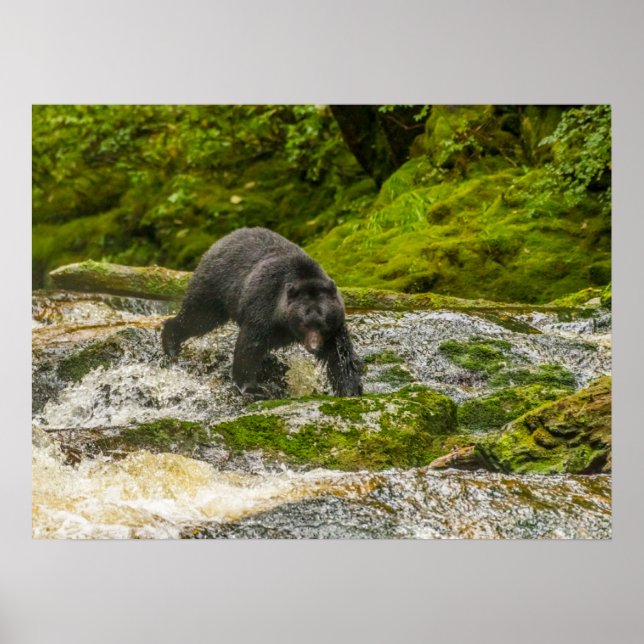 Poster Pêche à l'ours noir | Qua Creek Colombie-Britanniq (Devant)