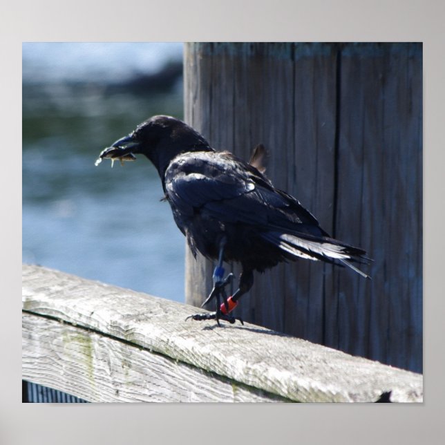 Poster Pêche au corbeau (Devant)