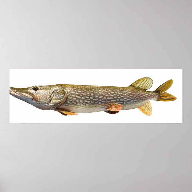 Poster Pêche de Pike Muski (Devant)