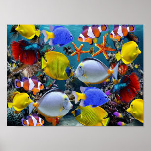 Poster pêche de poissons tropicaux d'aquarium