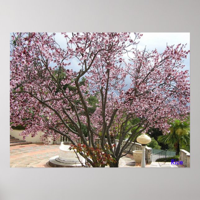 Poster Pêche en fleurs - Château de Hearst 2005 (Devant)