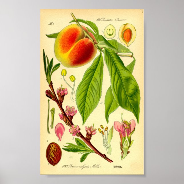 Poster Pêche (Prunus persica) (Devant)