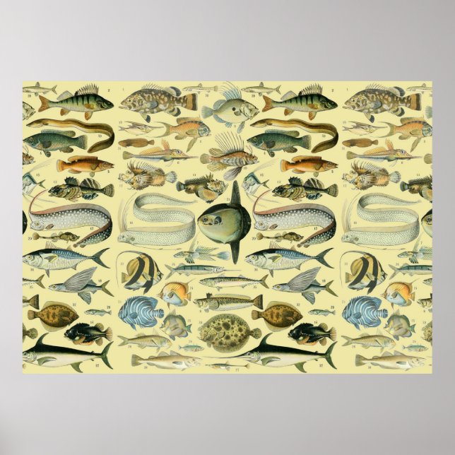 Poster Pêche scientifique vintage (Devant)