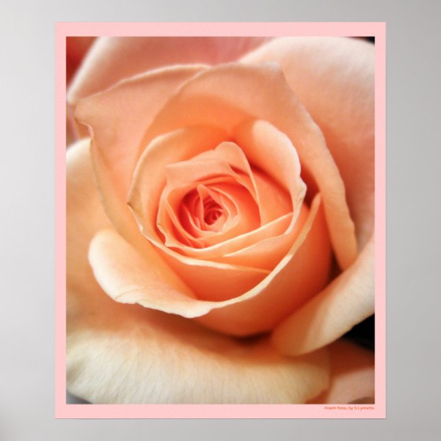 Poster Pêcher Rose Apricot Roses Fleurs Florales Photo (Devant)