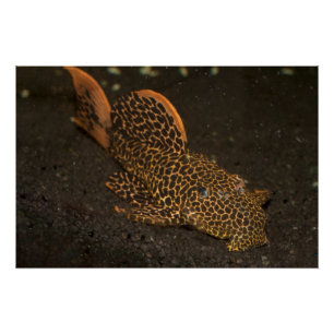 Poster Peckoltia Compta