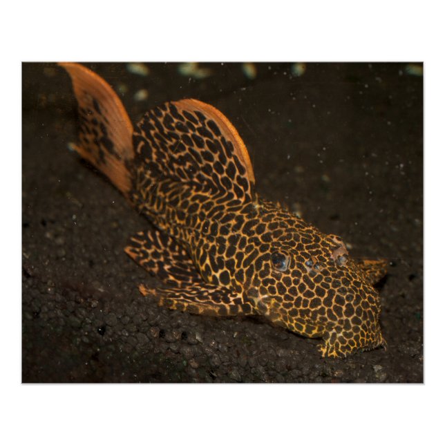 Poster Peckoltia Compta (Devant)