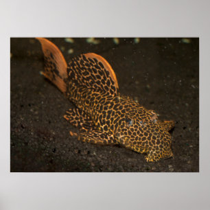 Poster Peckoltia Compta Brown