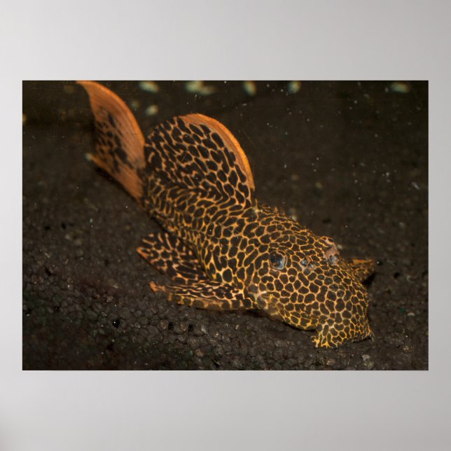 Poster Peckoltia Compta Brown (Devant)