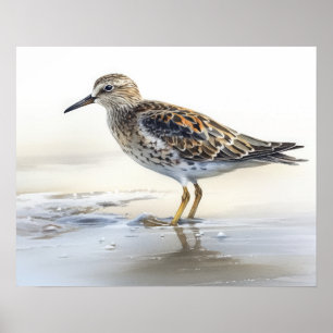 Poster Pectorale Sandpiper Oiseau Art Imprimer l'affiche