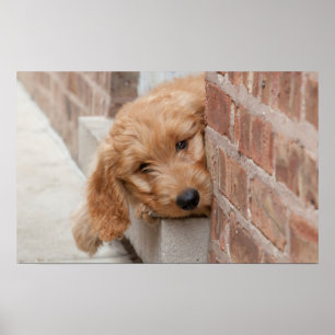 Poster Peecing de Goldendoodle