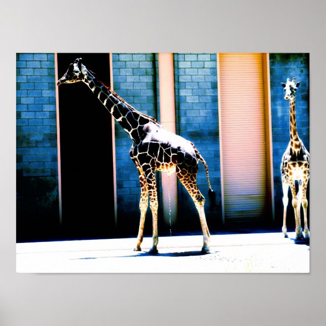 Poster Peeing Giraffe (Devant)