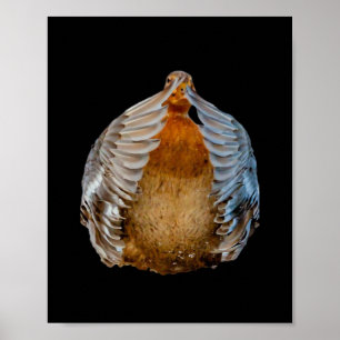 Poster Peekaboo Duck