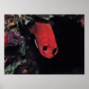 Poster Peeking Cardinalfish