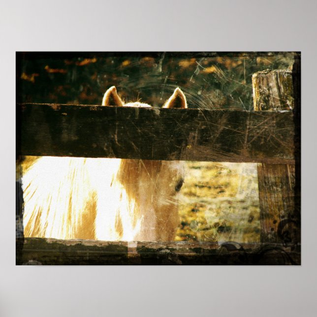 Poster Peeking Palomino (Devant)