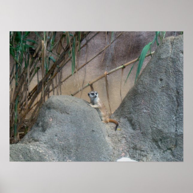 Poster Peerkat Meerkat (Devant)