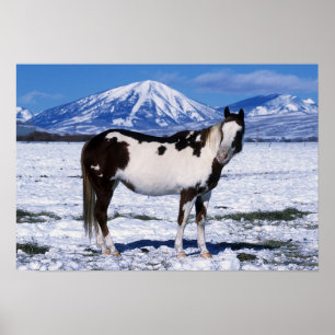 Poster Peignez le cheval se tenant dans la neige