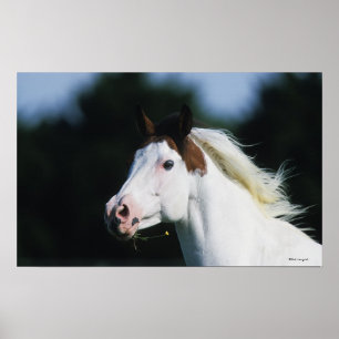 Poster Peignez le Headshot 3 de cheval