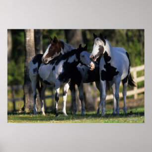 Poster Peignez les chevaux